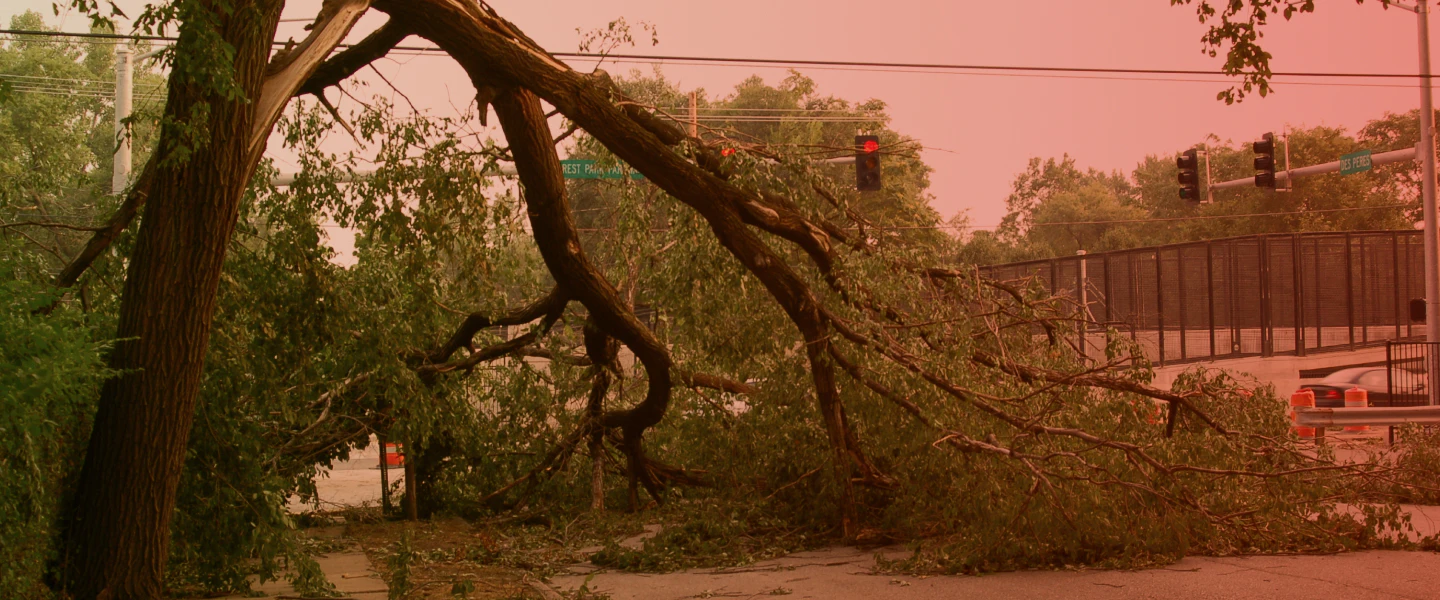 storm damaged tree blocking road DAYTON OH