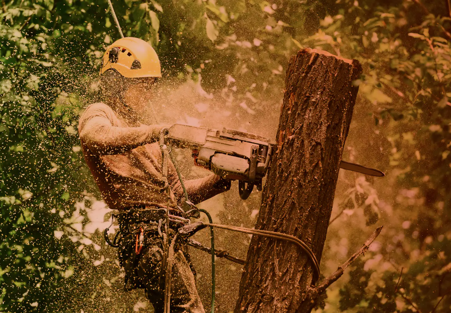 worker doing tree services DAYTON OH